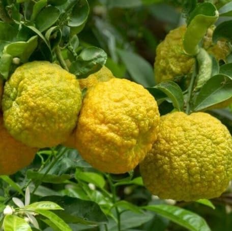 Semillas de Bergamota Naranja Amarilla, Cimarrón, No OGM, Alta Germinación, Semillas Orgánicas de Jardín para Plantar