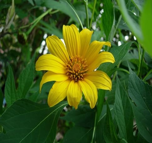 Tithonia Flower Seeds – Heirloom, Non-GMO, High Germination Organic Seeds