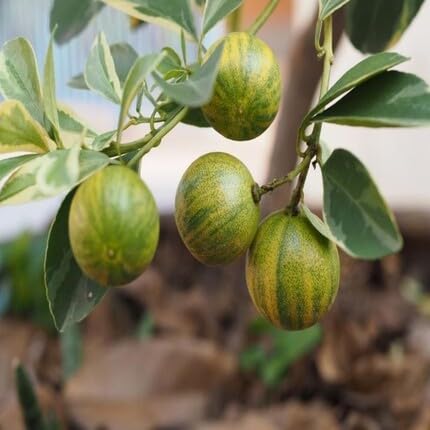 Citrus Calamondin Seeds Green – Heirloom, Non-GMO, High Germination Organic Garden Seeds