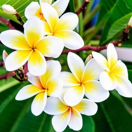 White Yellow Plumeria Flower Seeds for Planting Heirloom Non-GMO High Germination Organic Garden Seeds Seeds for Planting