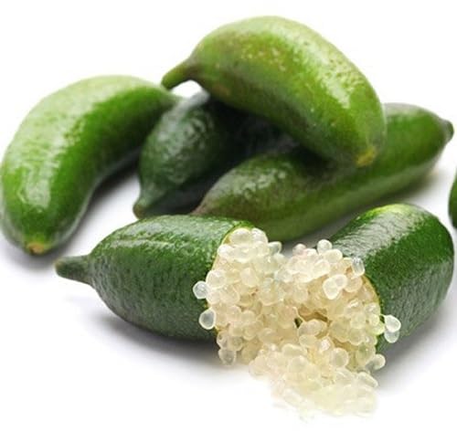 Finger Lime Seeds – Heirloom, Non-GMO, High Germination Organic Garden Seeds