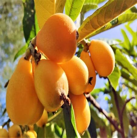 Loquat Seeds Organic Perennial – Heirloom, Non-GMO, High Germination Organic Garden Seeds for Planting