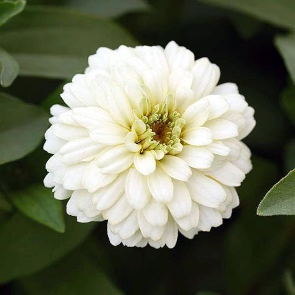 Giant Zinnia Flower Seeds White – Heirloom Non-GMO High Germination Organic Garden