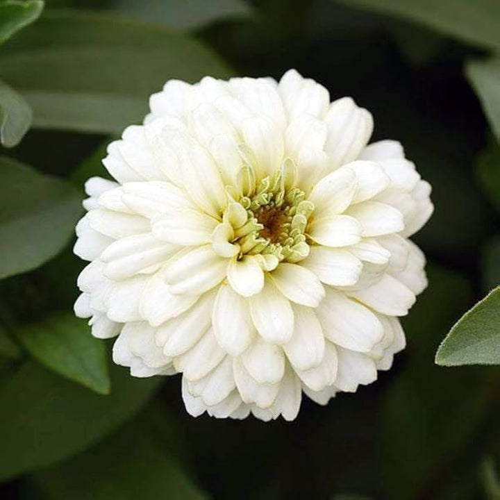 Giant Zinnia Flower Seeds White – Heirloom Non-GMO High Germination Organic Garden