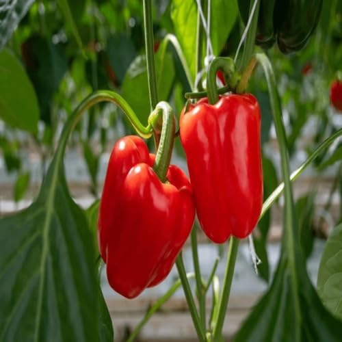 Red Pepper Seeds – Heirloom, Non-GMO, High Germination Organic Garden Seeds Planting