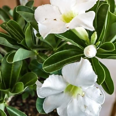 White Adenium Obesum Flower Seeds Heirloom Non-GMO High Germination Organic Garden Seeds