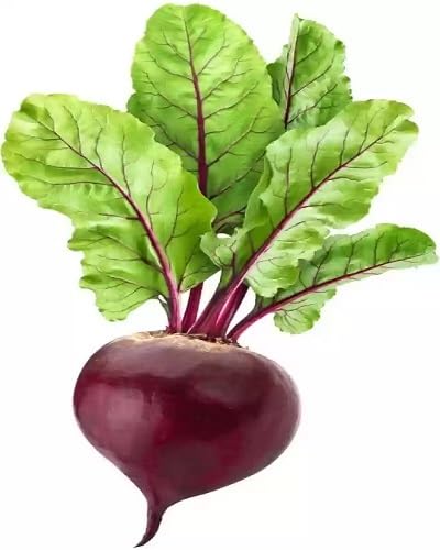 Beetroot Red Seeds – Heirloom, Non-GMO, High Germination Organic Garden Seeds Planting
