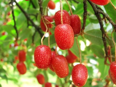 Red Goumi Berry Seeds – Heirloom, Non-GMO, High Germination Organic Garden Seeds