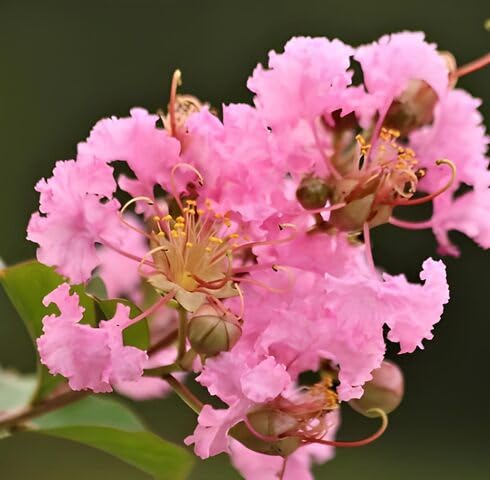 Pink Lagerstroemia Flower Seeds – Heirloom, Non-GMO, High Germination Organic Garden Seeds for Planting