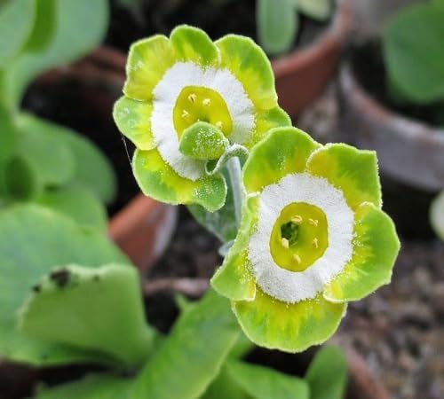 Primula Auricula Blumensamen – Alte Sorte, gentechnikfrei, keimstarke Bio-Gartensamen zum Pflanzen