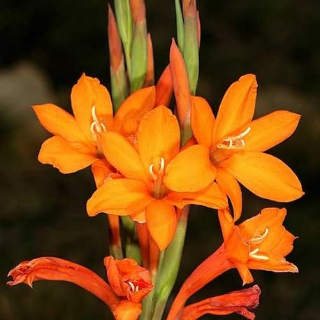 watsonia flower heirloom non-gmo seeds