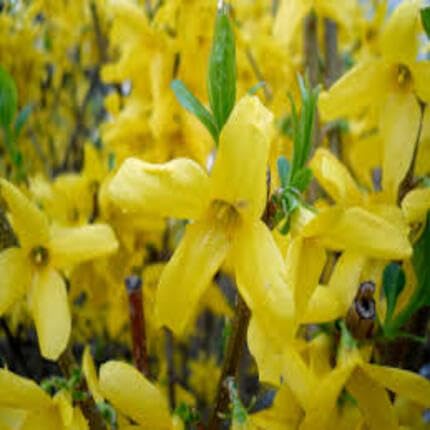 yellow forsythia flower seeds