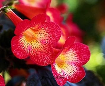 achimenesachimenanthawoodsunburstonerhizomeheirloomnongmo flower seeds