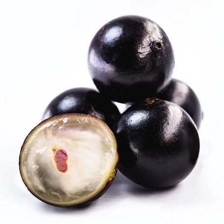 Jabuticaba Seeds Black – Heirloom, Non-GMO, High Germination Organic Garden Seeds