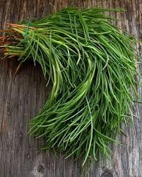 Saltwort Seeds for Medicinal Herb &amp; Tea Garden – Heirloom, Non-GMO, High Germination Seeds