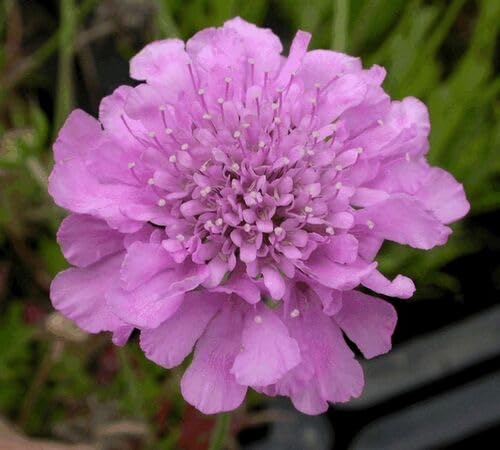 Pink Scabious Flower Seeds for Planting – Heirloom, Non-GMO High Germination Organic Garden Seeds