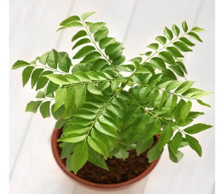 Curry Leaf Seeds – Heirloom, Non-GMO, High Germination Organic Garden Seeds Planting