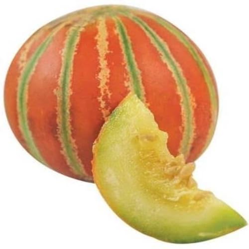 Kajari Melon Fruit Seeds – Heirloom, Non-GMO, High Germination Organic Garden Seeds