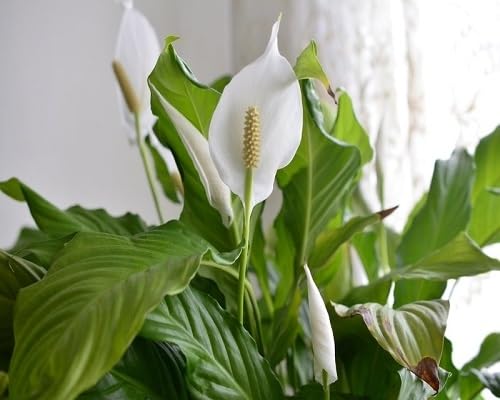 Spathiphyllum Blumensamen Weiß Alte Sorte gentechnikfrei Hohe Keimrate Bio-Gartensamen zum Pflanzen