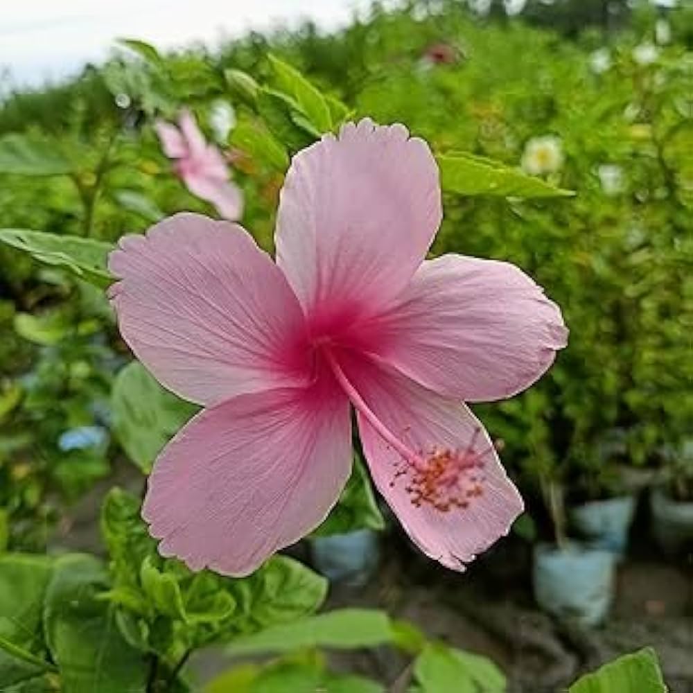 pink hibiscus flower seeds