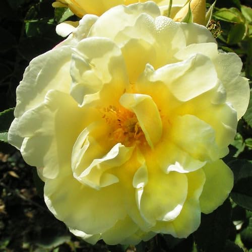 Yellow Rosa Rugosa Flower Seeds for Planting – Heirloom, Non-GMO, High Germination Organic Garden Seeds