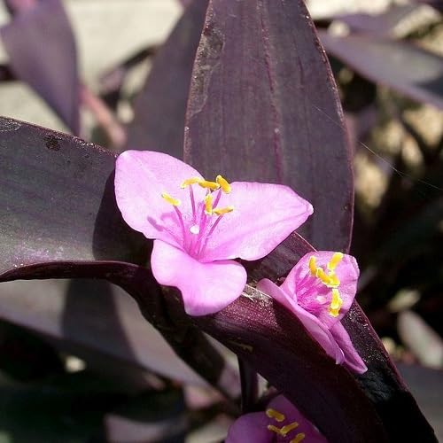 Lavendelfarbene Tradescantia Blumensamen – Alte Sorte, gentechnikfrei, hohe Keimfähigkeit, Bio-Samen