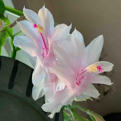 Schlumbergera Blumensamen zum Pflanzen – Alte Sorte, gentechnikfrei, hohe Keimrate, Bio-Gartensamen