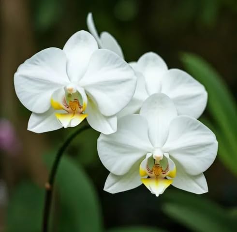 White Phalaenopsis Orchid Flower Seeds Heirloom Non-GMO High Germination Organic Garden Seeds for Planting