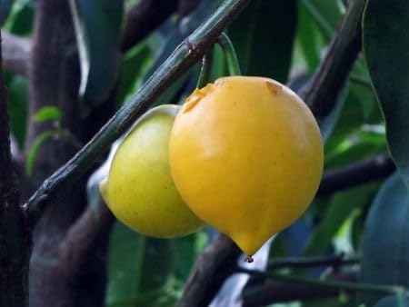 Yellow Mangosteen Seeds Heirloom Non-GMO High Germination Organic Garden Seeds for Planting