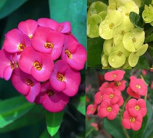 Mixed Milii Flower Seeds – Heirloom, Non-GMO, High Germination Seeds