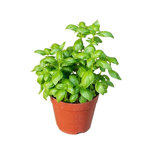 Green Basil Plant Seeds Heirloom Non-GMO High Germination Organic Garden Seeds for Planting