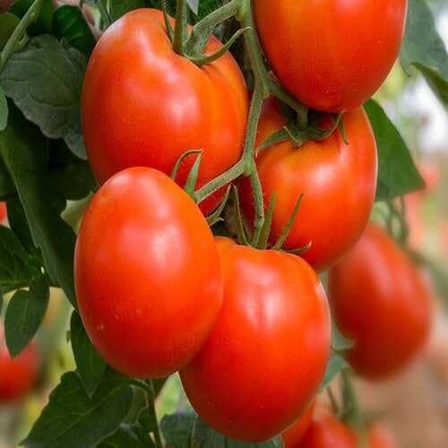 Red Tomato Seeds – Heirloom, Non-GMO, High Germination Organic Garden Seeds Planting