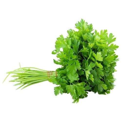 Green Coriander Plant Seeds Heirloom Non-GMO High Germination Organic Garden Seeds for Planting