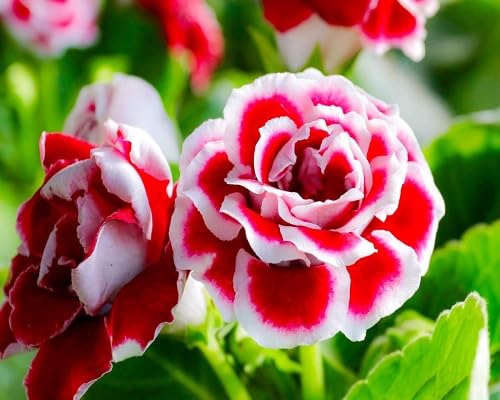 Semillas de flor de gloxinia roja - Semillas orgánicas de polinización abierta sin OMG de alta germinación para plantar en el jardín