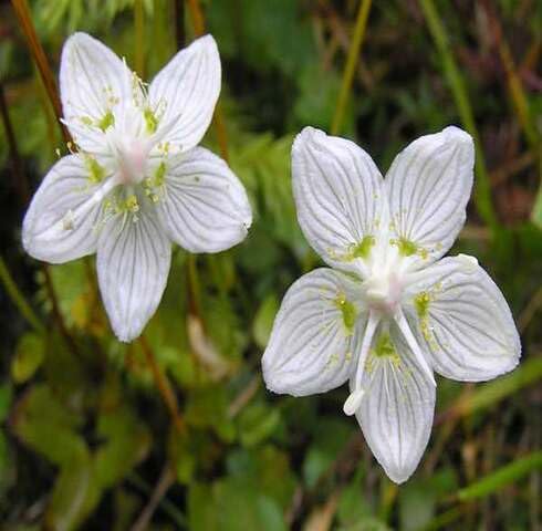 White Parnassia Flower Seeds – Heirloom, Non-GMO, High Germination Organic Garden Seeds for Planting