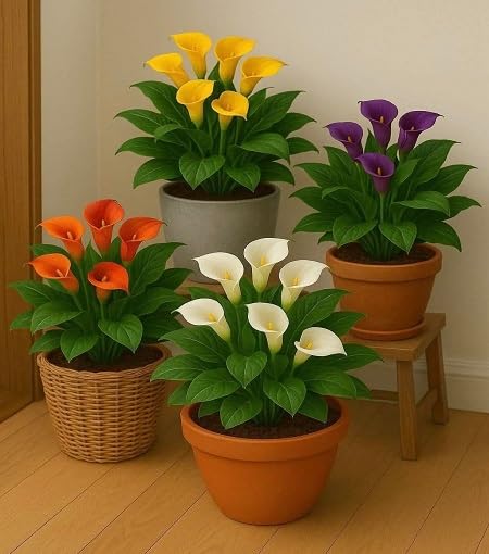 Mixed Callalily Flower Seeds – Heirloom, Non-GMO, High Germination Organic Garden Seeds for Planting