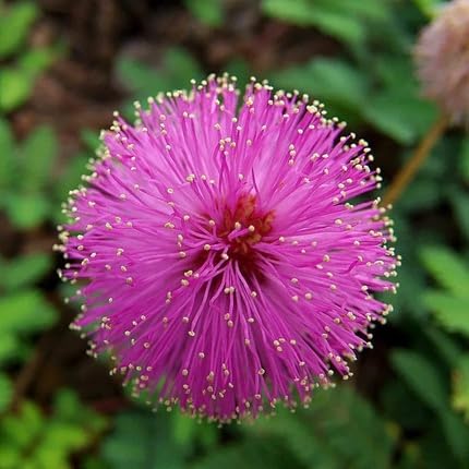 Purple Mimosa Flower Seeds – Heirloom, Non-GMO, High Germination Organic Garden Seeds for Planting Seeds for Planting