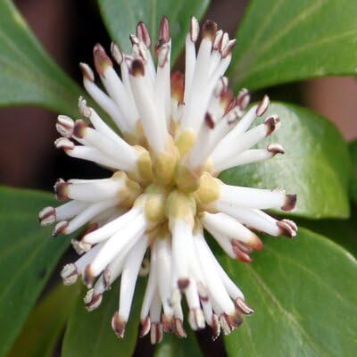 pachysra flower seeds