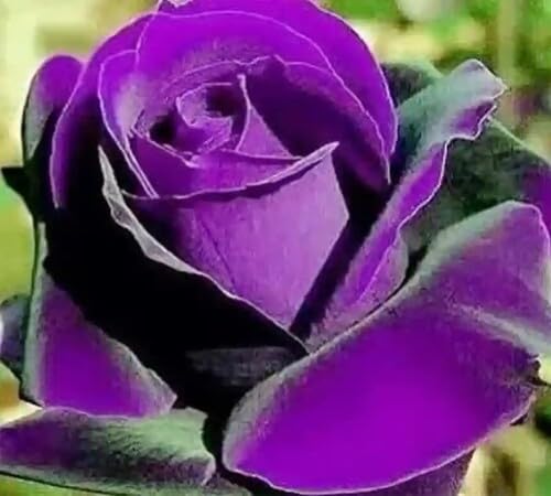 Giant Rose Flower Seeds Violet – Heirloom Non-GMO High Germination Seeds