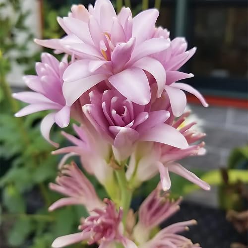 Pink Tuberose Flower Seeds Heirloom Non-GMO High Germination Organic Garden Seeds for Planting