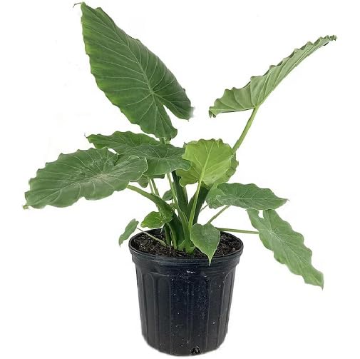 green alocasia flower seeds