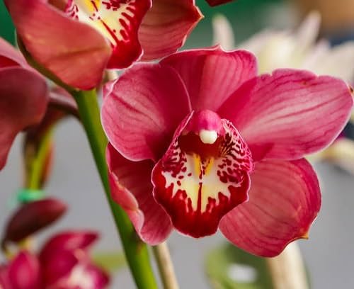 Pink Cymbidium Flower Seeds – Heirloom, Non-GMO, High Germination Organic Garden Seeds for Planting