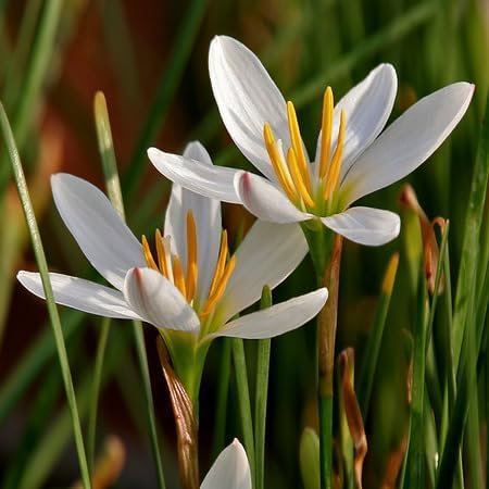 White Zephyranthes Flower Seeds – Heirloom Non-GMO High Germination Organic Garden Seeds