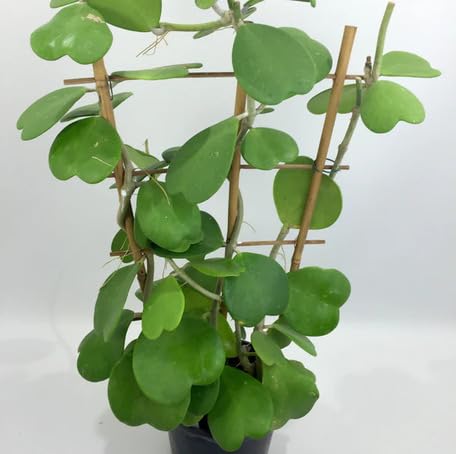 green hoya flower seeds