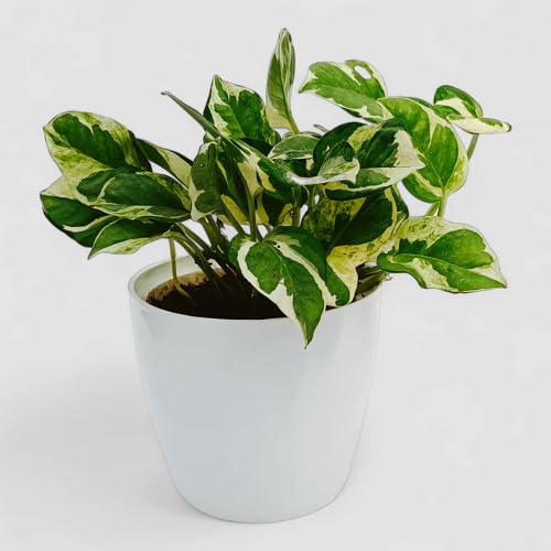 greenmoneyheirloomnongmo flower seeds