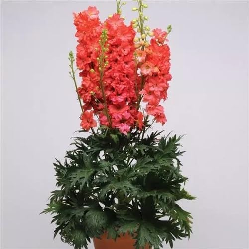 Red Delphinium Flower Seeds for Planting – Heirloom, Non-GMO, High Germination Organic Garden Seeds