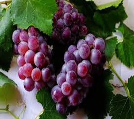 Grapes Seeds – Heirloom, Non-GMO, High Germination Organic Garden Seeds