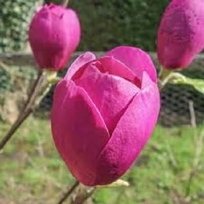 Pink Soulangiana Flower Seeds Heirloom Non-GMO High Germination Organic Garden Seeds for Planting