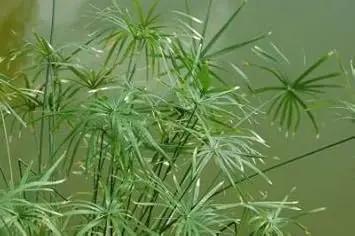 Egyptian Papyrus herb seeds