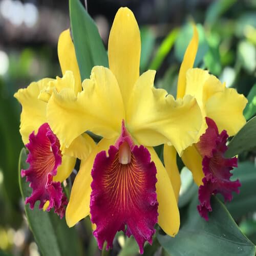 Yellow Purple Cattleya Orchid Flower Seeds – Heirloom Non-GMO High Germination Organic Garden Seeds